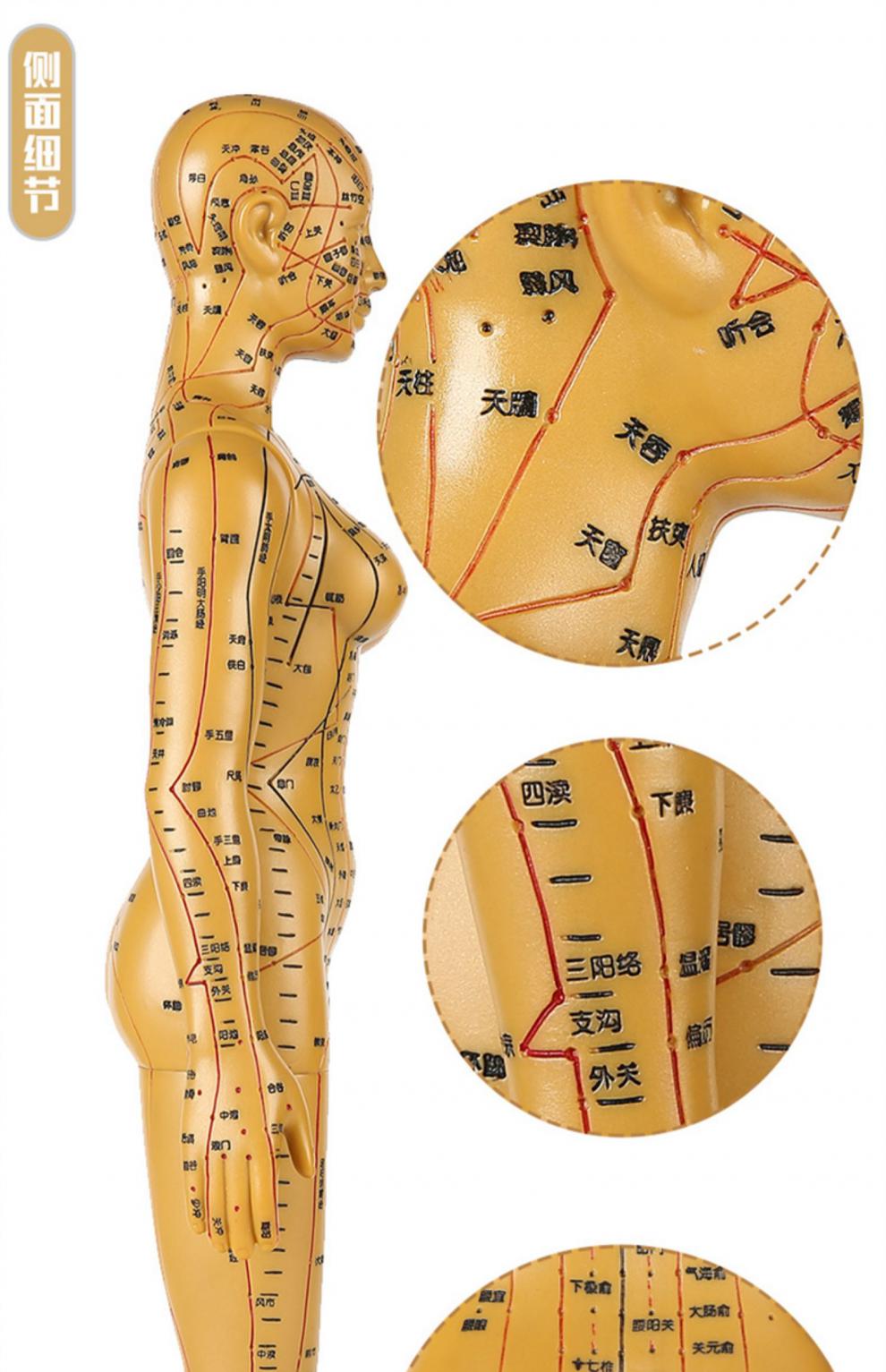 i可拆卸中医全身针灸铜人体穴位经络模型人可扎针穴位图高清工具 彩色