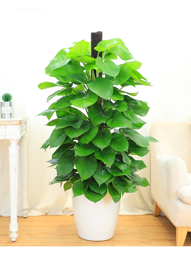 绿萝柱圆柱水泥盆高约1618m大叶绿植柱室内办公室植物盆栽