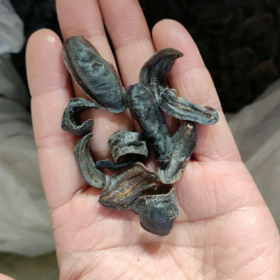 伟博鼻涕虫中药材蛞蝓水蜒蚰中药材鼻涕虫可磨粉蛞蝓干品土蜗 整个 50