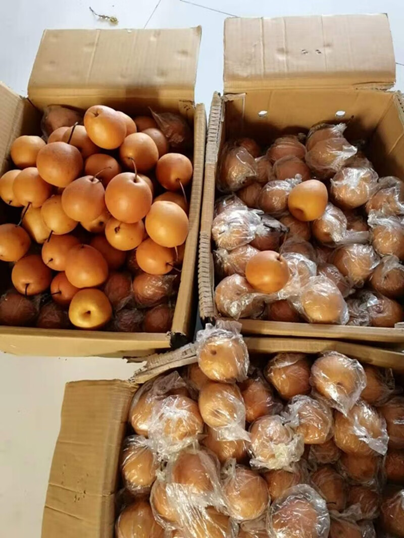 老品种小红梨魏县新鲜水果梨子沙梨酸红梨冰糖煮水宝宝咳嗽雪梨孕妇