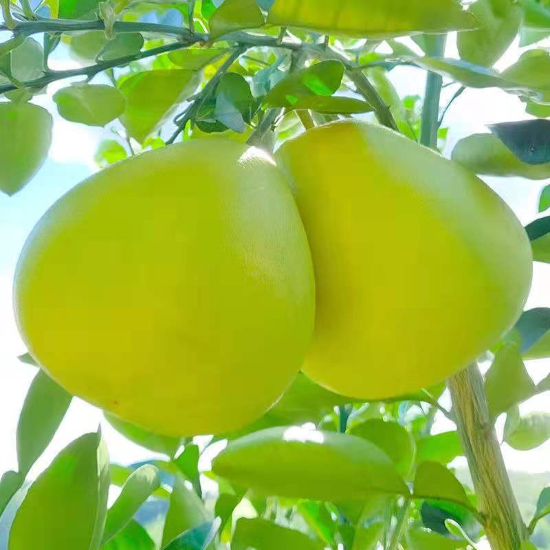 广东韶关沙田柚长坝白心蜜柚新鲜特产水果粤北特产金柚子 5斤 大果