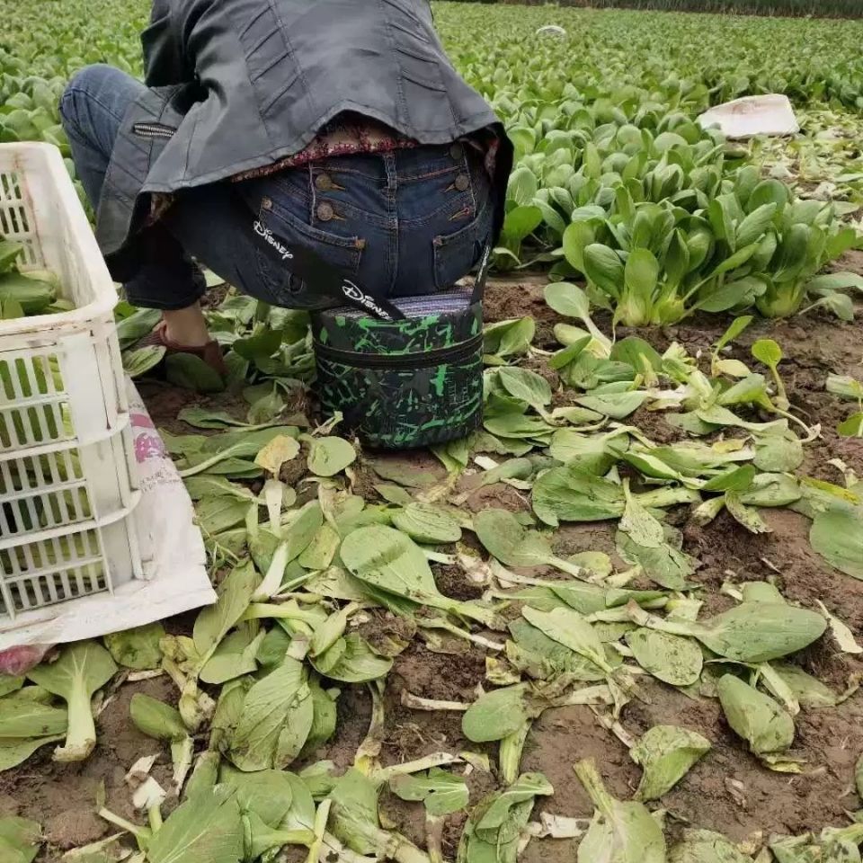 汐岩 泡沫凳子懒人凳大棚随身干活神器农用板凳小摘草莓采茶便携屁股