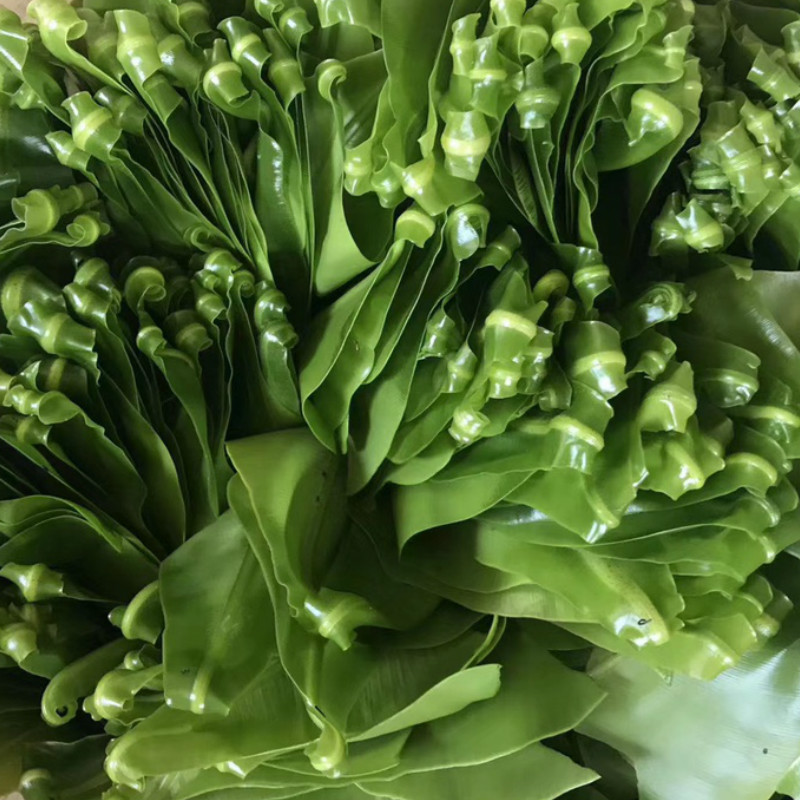 顺丰现货速发新鲜台湾山苏台湾山苏叶酒店特色菜山苏菜鸟巢蕨炒食做汤