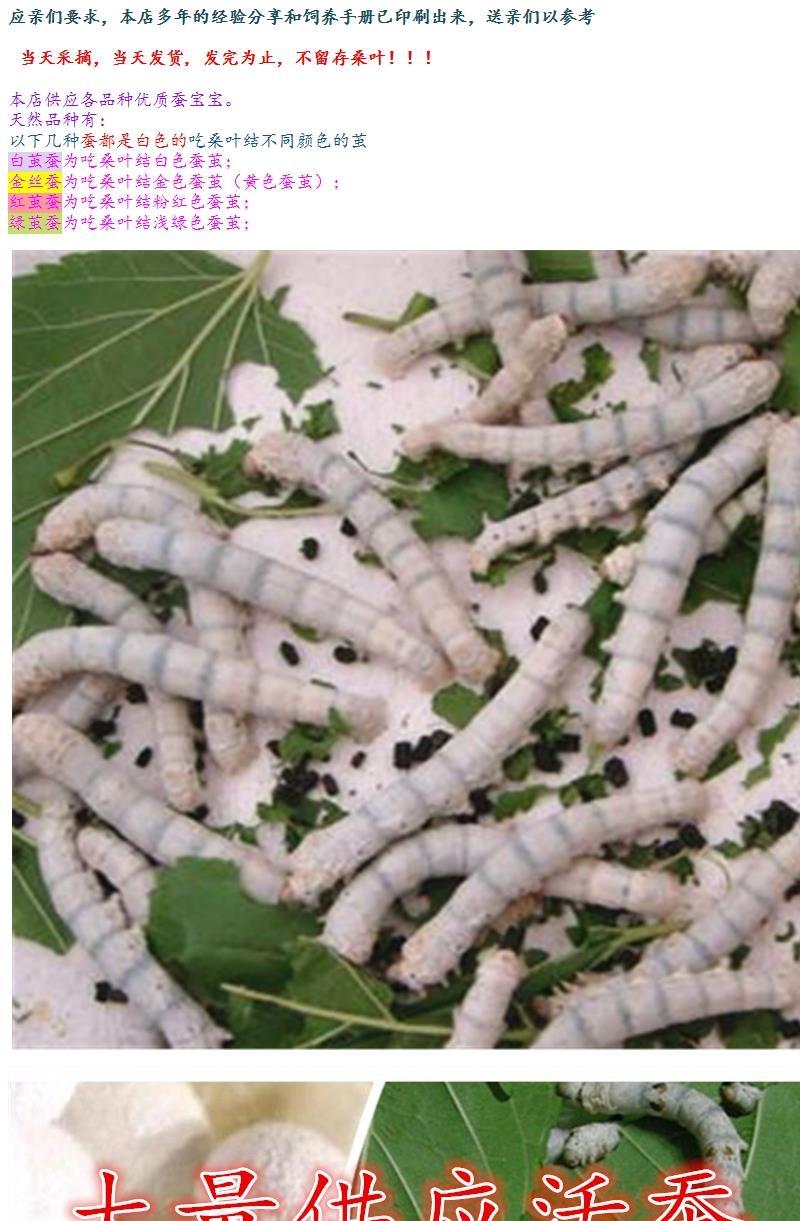 伟博蚕宝宝活体爬行幼虫大号一二三四五龄彩茧蚁蚕学生养蚕套装卵 白