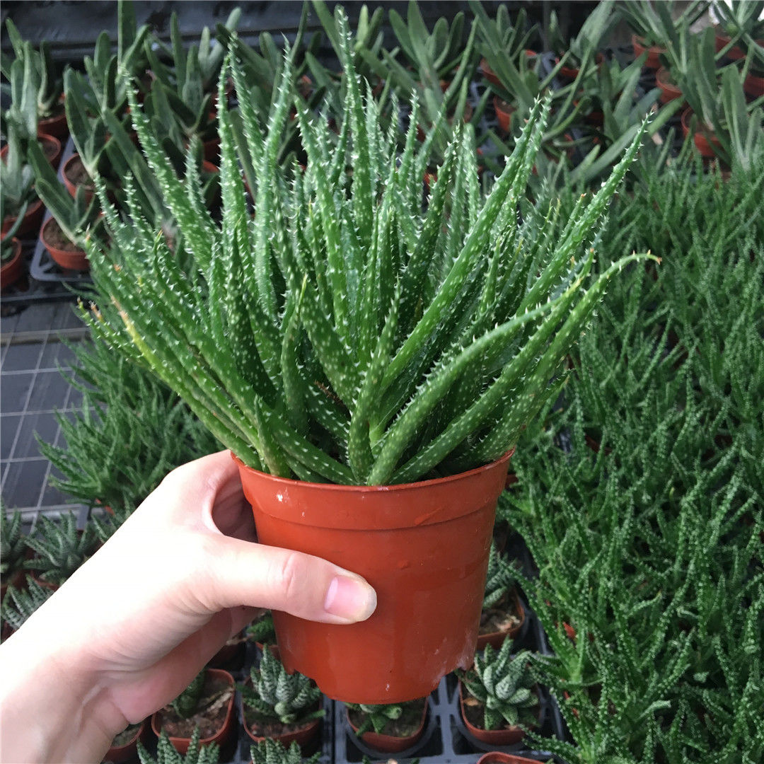 孔雀芦荟多肉芦荟盆栽室内多肉植物防辐射芦荟科多肉孔雀芦荟麦桑荷