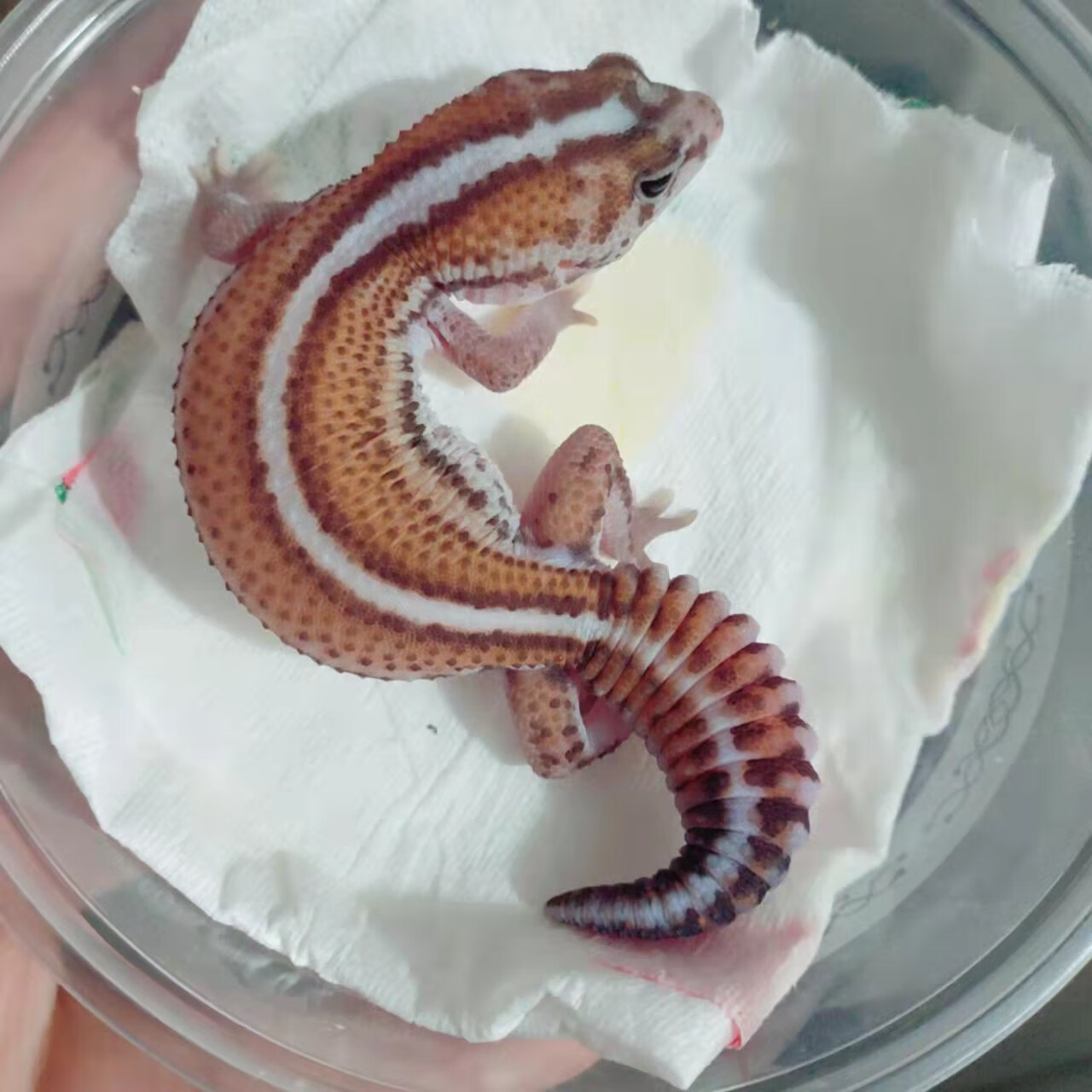 肥尾守宫宠物易养爬宠爬虫成体豹纹守宫可爱成体豹纹守宫活体幼体 无