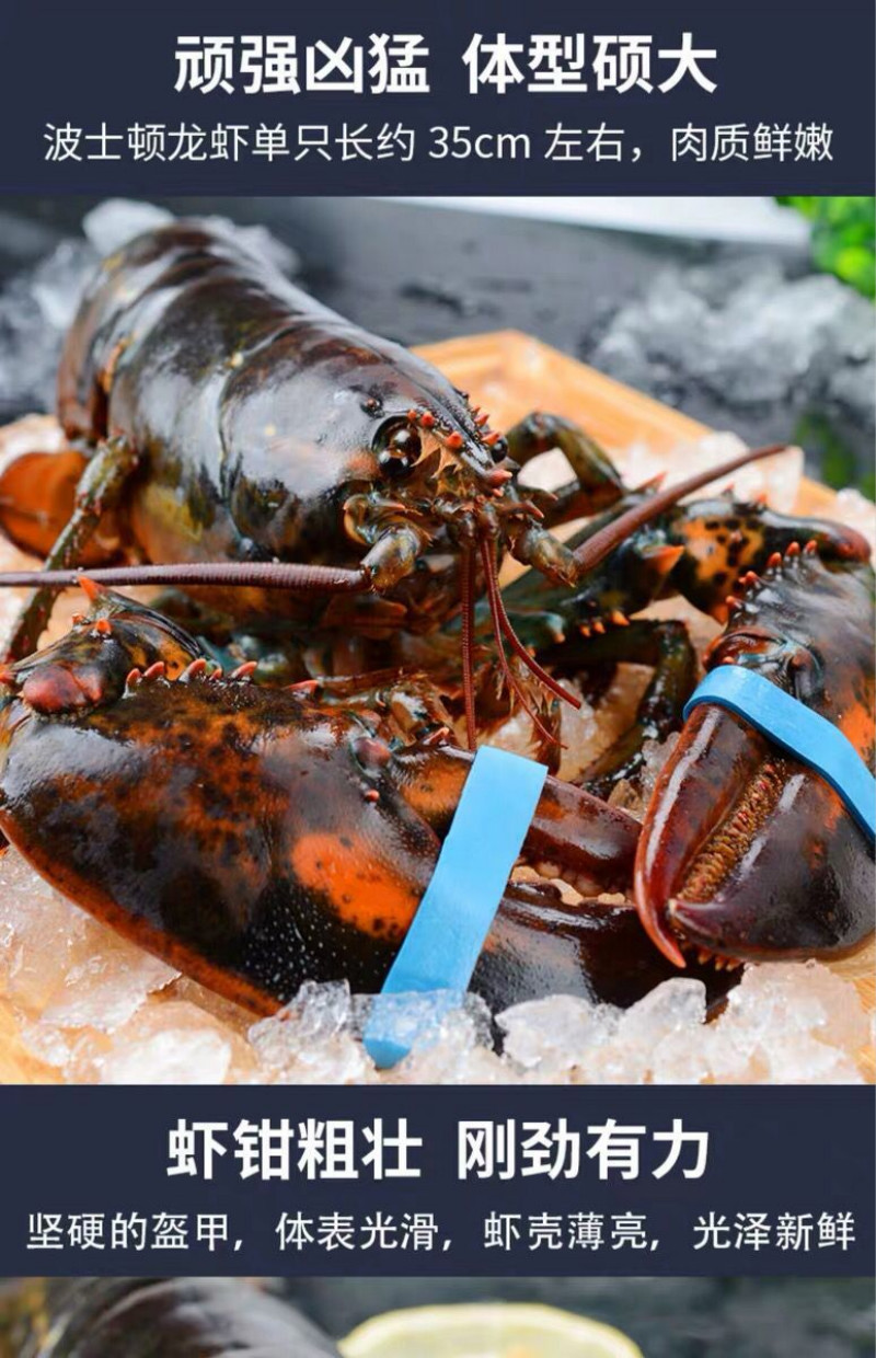 青樱红荔顺丰冷链波士顿龙虾大波龙鲜活冷冻海鲜特大215斤1只超大波龙