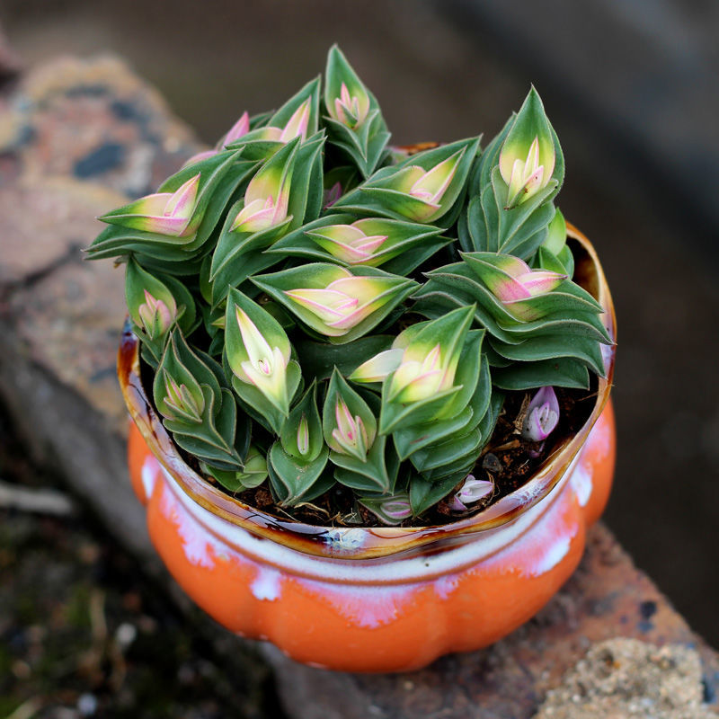 一帆风顺大吉大利多肉植物招财绿植花卉盆栽组合办公室桌面鲜花 一帆