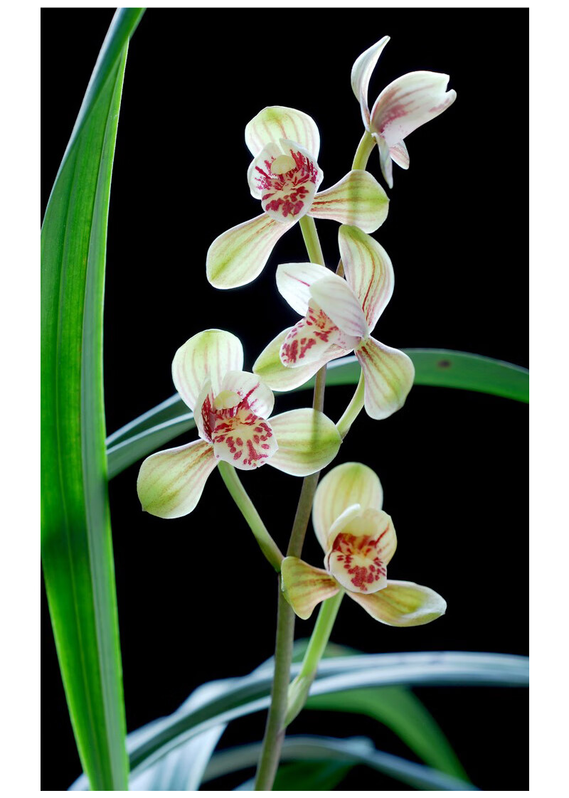 华香兰艺君荷建兰八大名品之一兰花苗浓香型不带花苞办公室内盆栽盆景