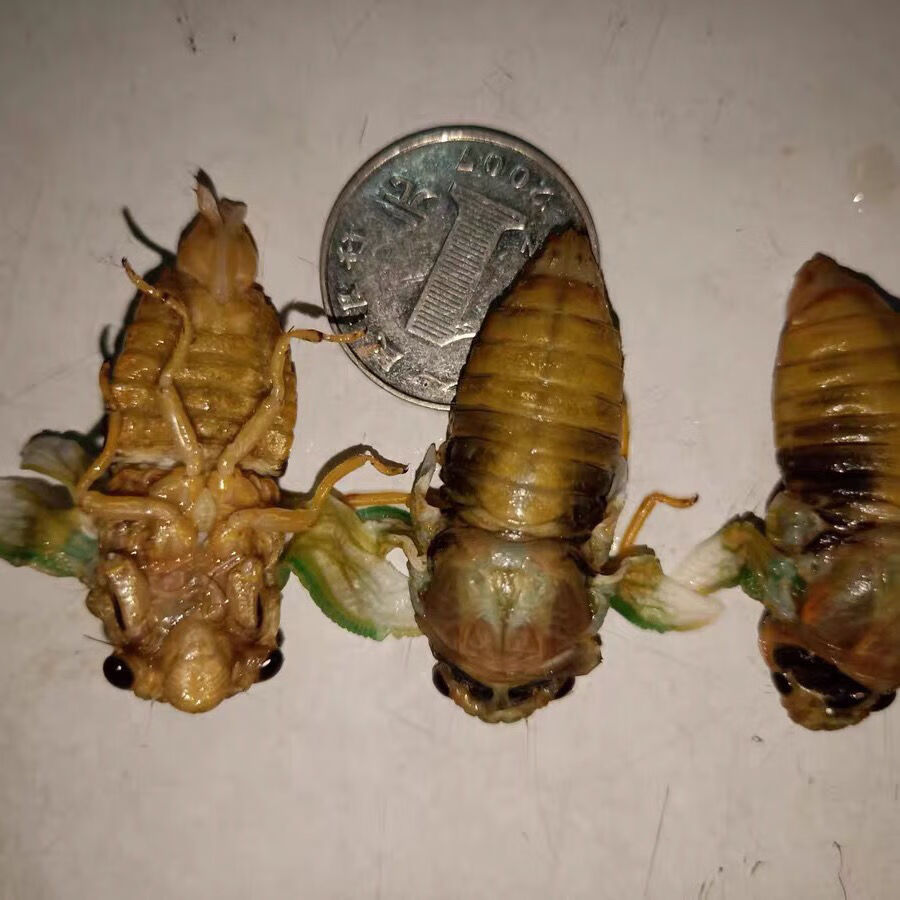 知了猴2021年嫩知了白知了猴嫩蝉鲜嫩脱壳白蝉银蝉金蝉100只食大个