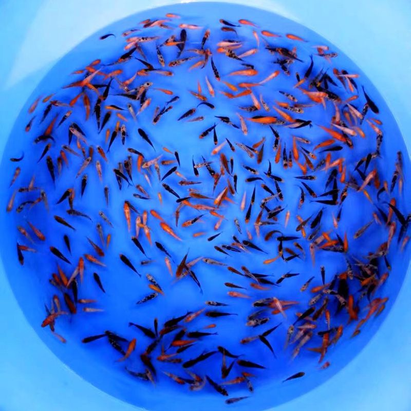 红白丹顶小锦鲤鱼苗活鱼白写金鱼观赏鱼幼苗水花5cm左右15尾