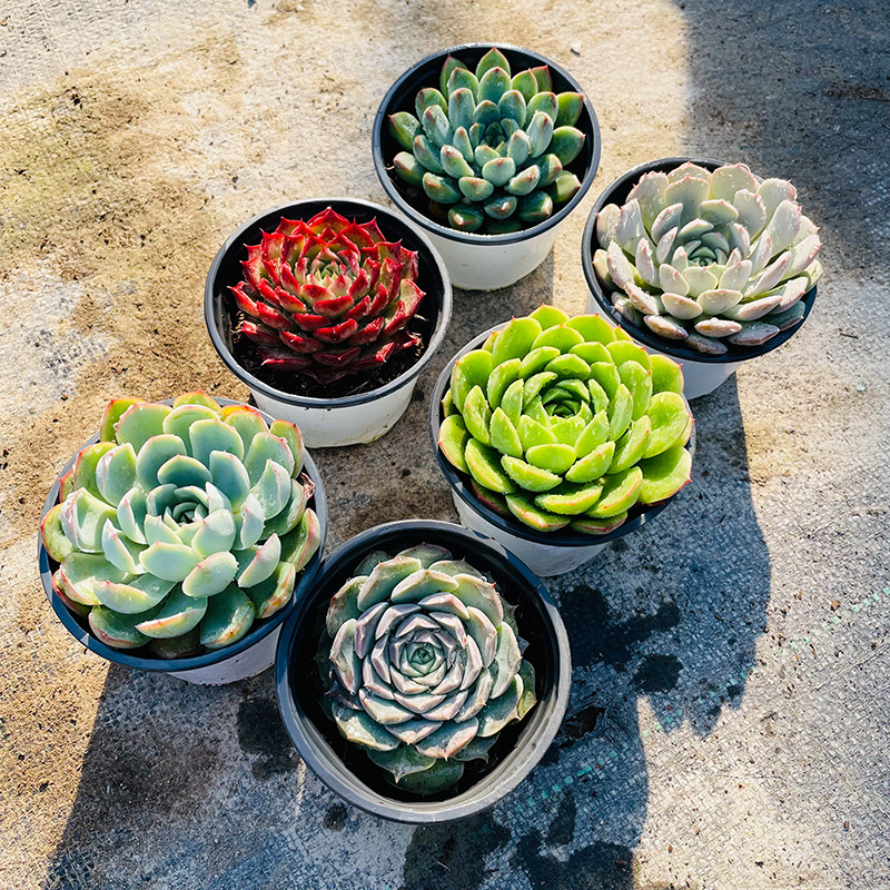 大棵大株超大园艺清棚贵货多肉 大单头小浣熊8-9cm(种好发货)【图片