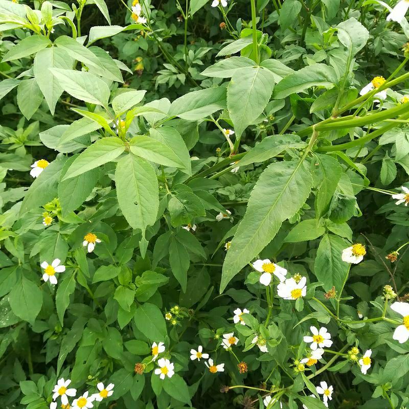 伟博新货鬼针草降压野生三叶鬼针草茶归真草干品有叶有杆500g 鬼针草