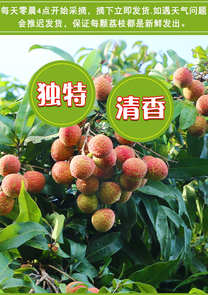 顺丰空运四川合江大红袍荔枝510斤新鲜水果现摘大送人送礼水果非海南