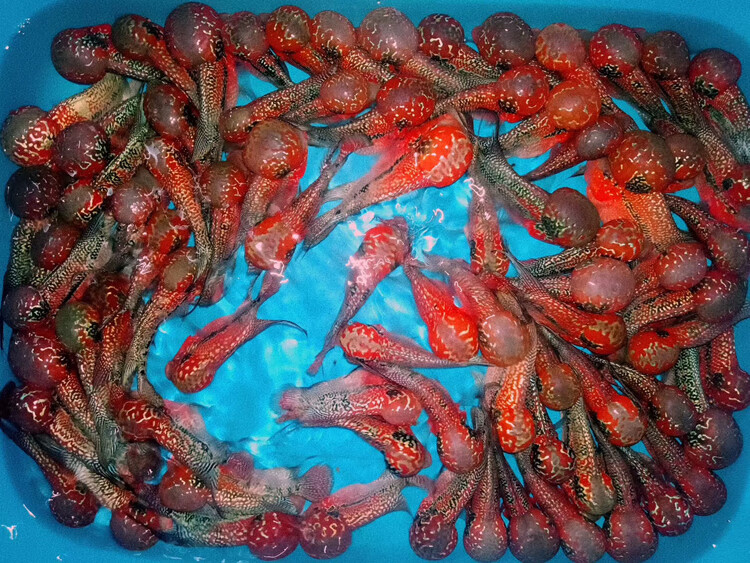 泰国罗汉鱼起头成鱼活体鸿运进口精品爆头观赏马骝金花满银热带鱼