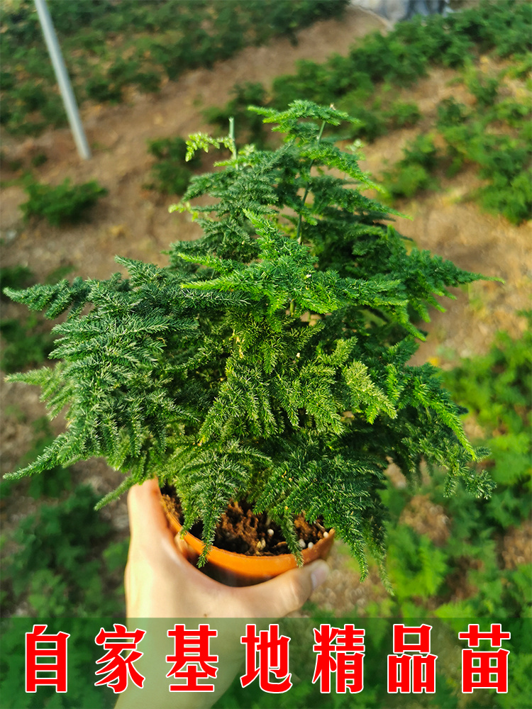 汐岩正宗唐山云竹矮生文竹云松竹桌面小绿植抗寒耐冻四季常绿观叶盆景