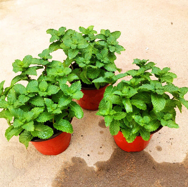 猫草已种好高质量紫花白花猫薄荷草盆栽猫草成品种籽子营养土壤 白纹