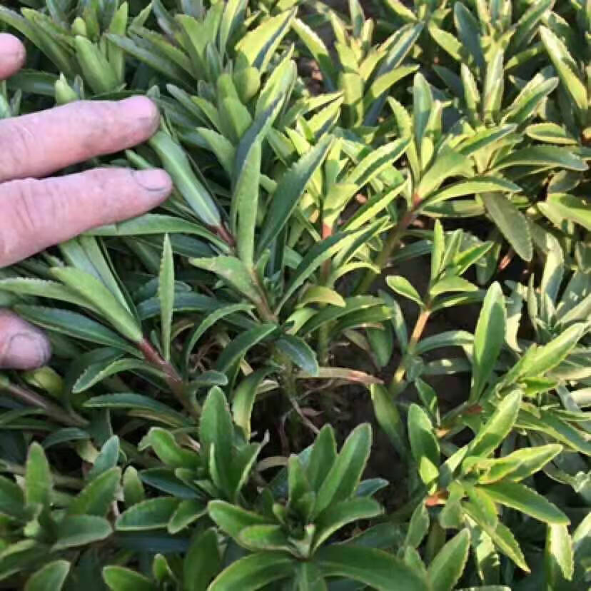 养心菜高钙救心菜根苗可食用野菜四季播阳台盆栽特色蔬菜 多芮蜜 养心