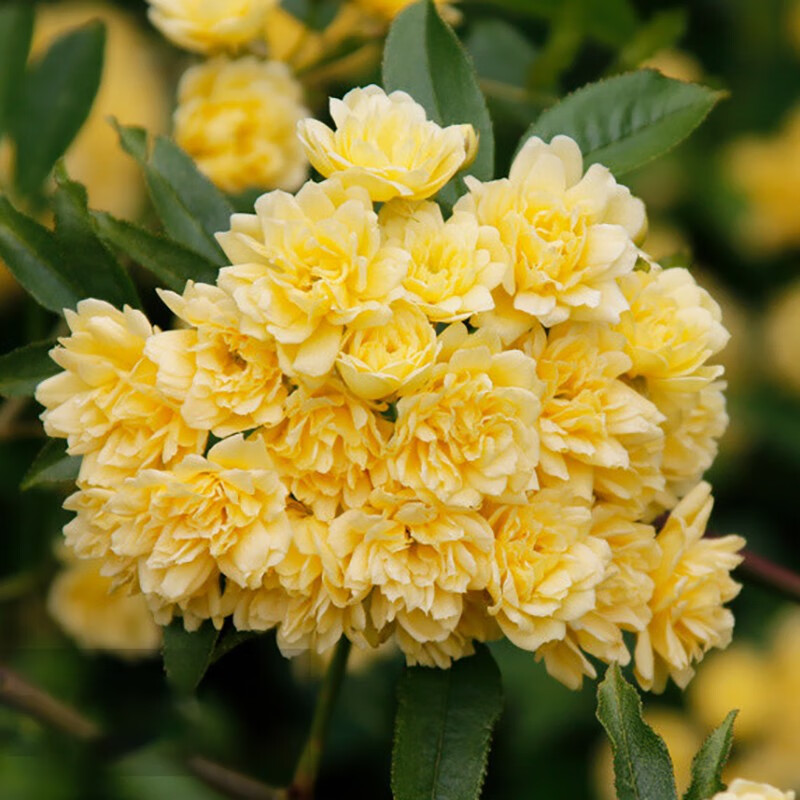 重瓣白黄木香花苗盆栽带花室内庭院花卉爬藤植物浓香四季开花不断