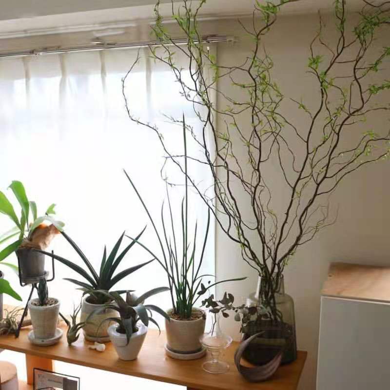 芊阙轻奢芊阙水培植物鲜枝活龙柳客厅卧室桌摆落地