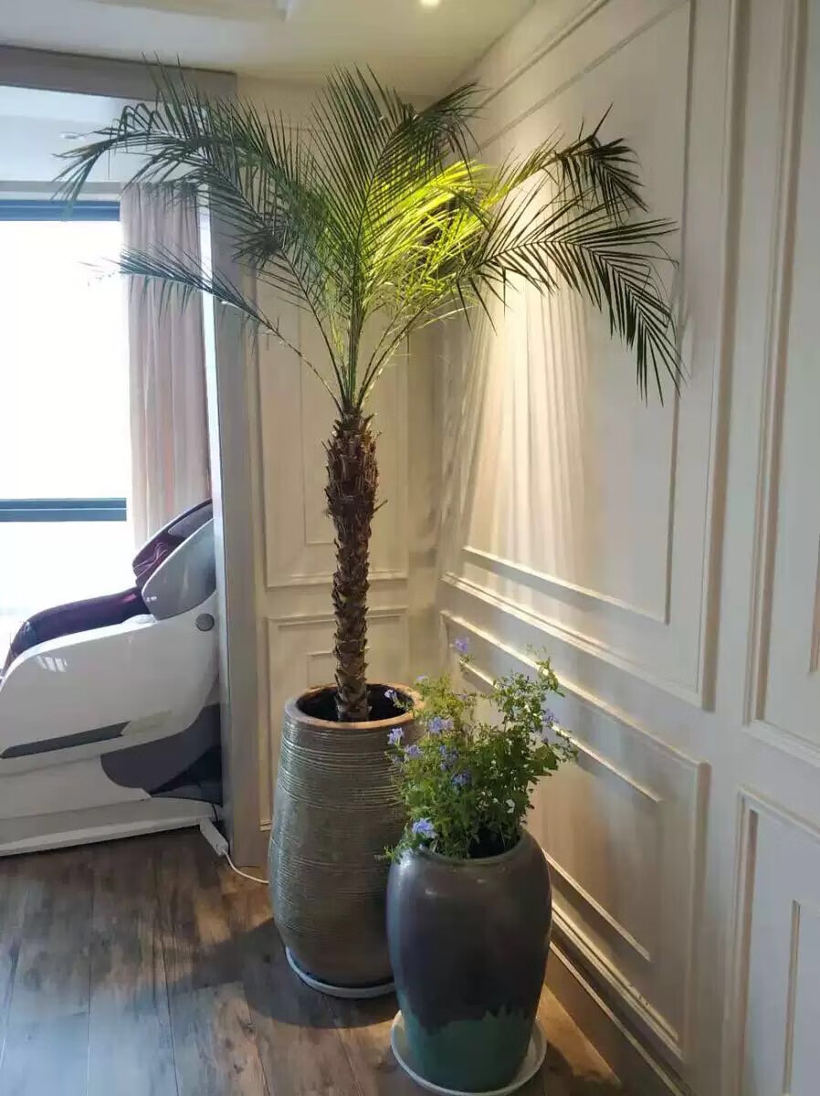 泰国椰子树美丽针葵盆栽软叶刺葵棕榈树室内盆栽绿植客厅大型盆栽 3.