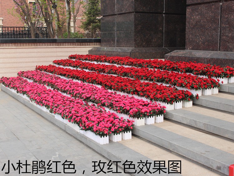 舒乔鹿 户外工程商场幼儿园室外花箱花坛装饰塑料假花绢花绿化仿真花