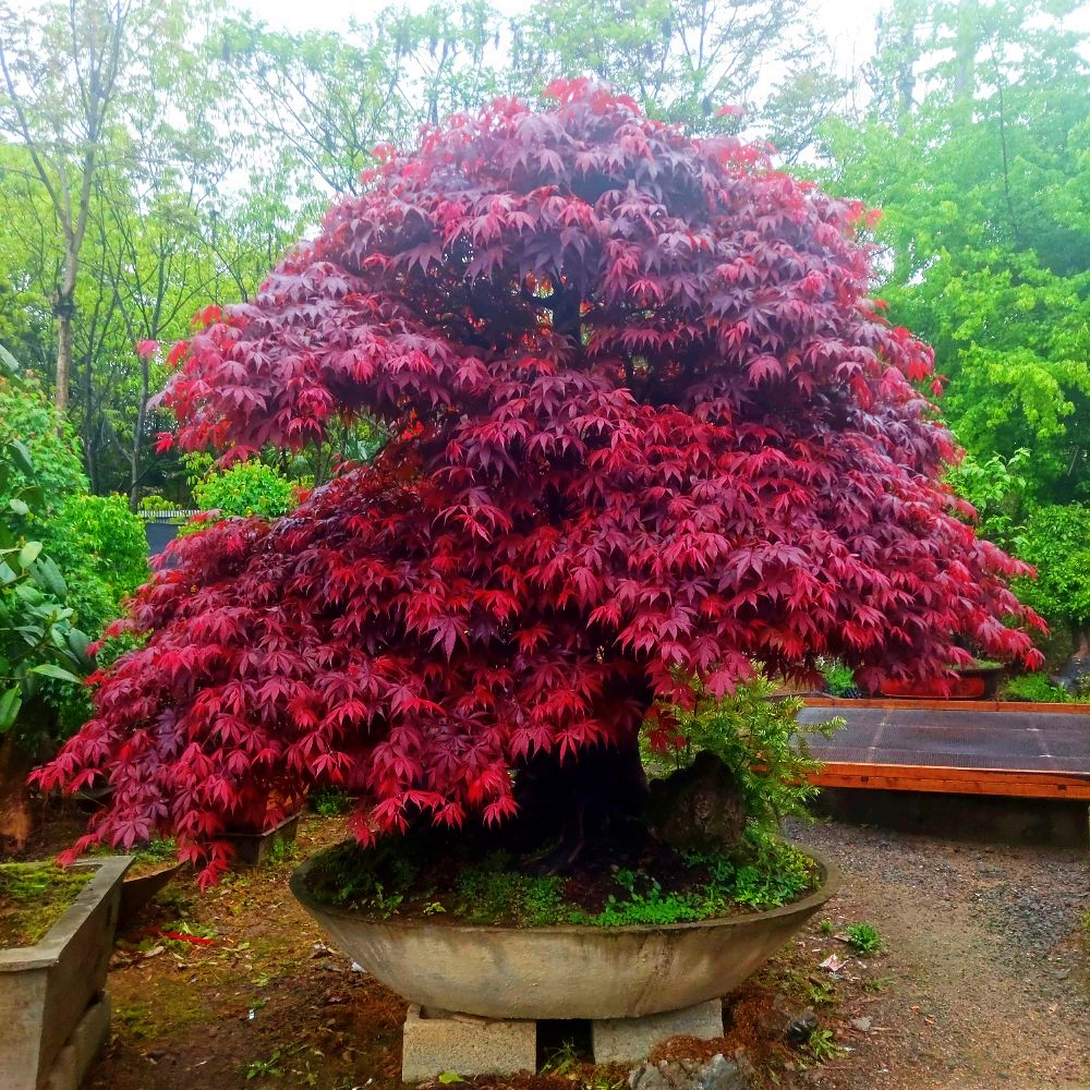 多瑙夢日本紅楓盆景紅舞姬盆栽老樁四季紅楓樹苗帶葉子室內陽臺庭院