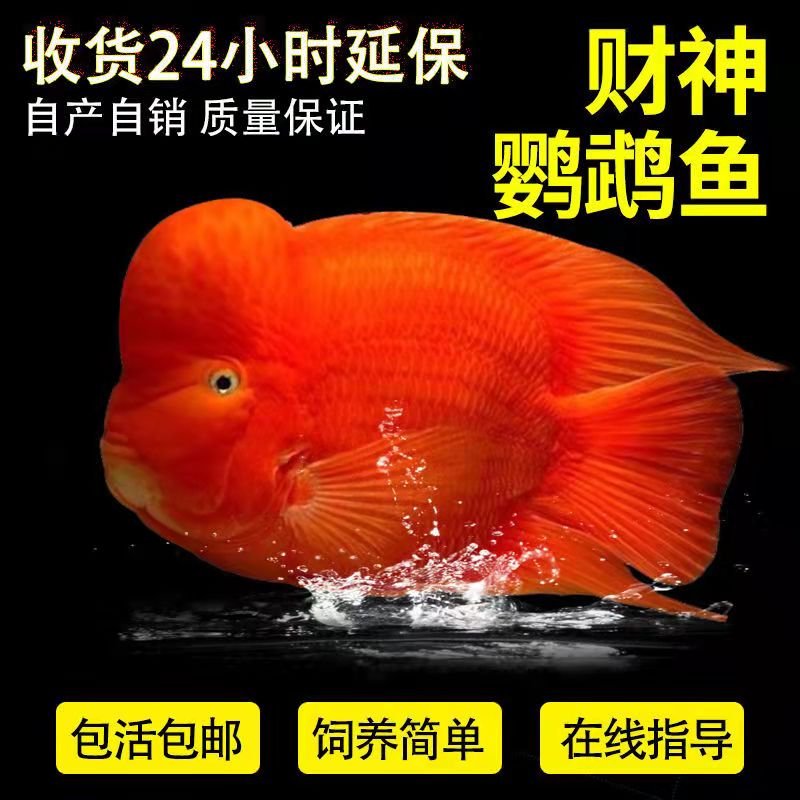 10-11黄财神3个【图片 价格 品牌 报价】-京东