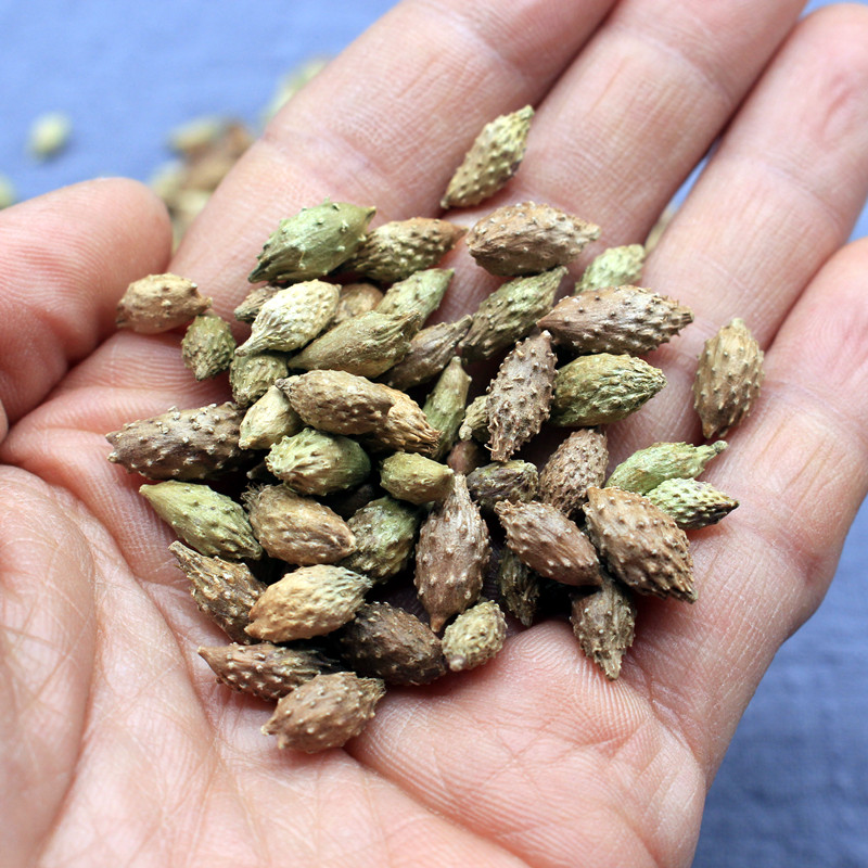 中药材苍耳子野生500克仓耳子泡茶可磨苍耳子粉苍耳老苍子【图片 价格