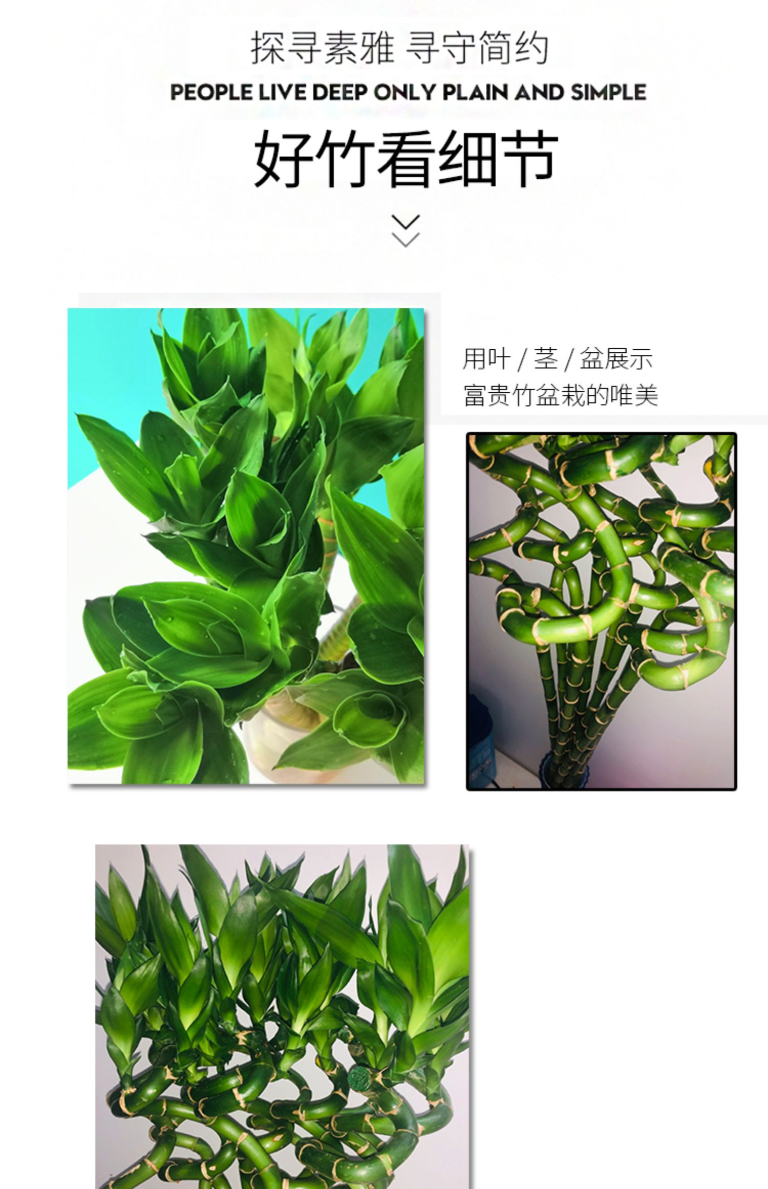 刘不丁农资 水培节节高转运富贵竹植物水养带根土培开运龙竹室内大型