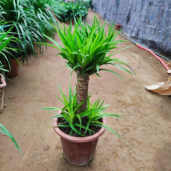 龙血树盆栽多头客厅盆栽花卉植物办公室盆景隆鼎独杆多头龙须5060厘米