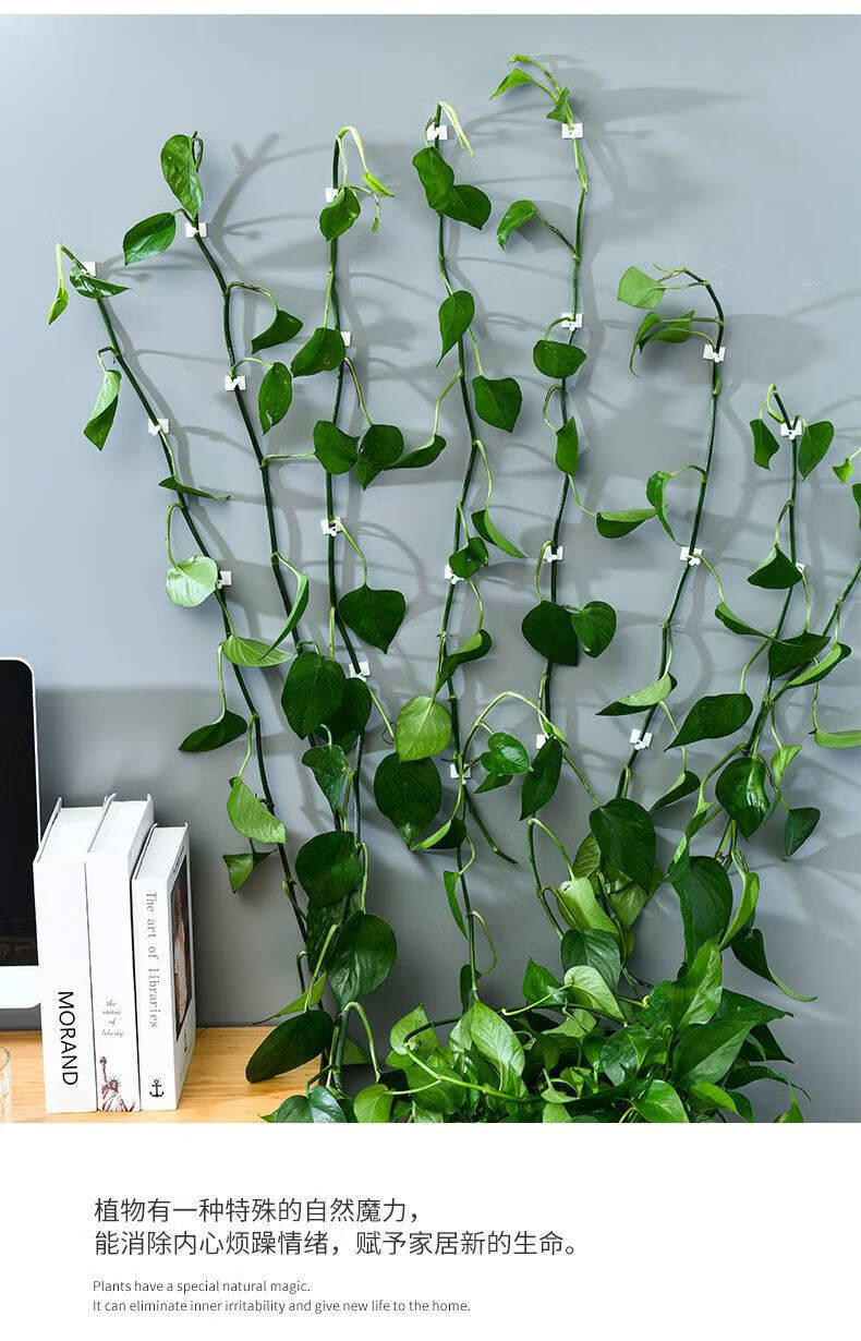 花卡夹子绿萝固定器可拆卸无痕藤本月季爬墙植物绿萝藤隐形绿植夹经典