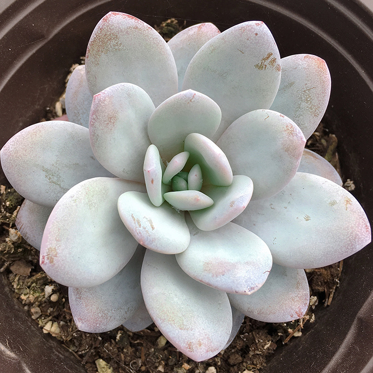 雪莲多肉植物大粉雪莲多肉老桩雪莲实生单头多粉厚稀有名贵20267小球