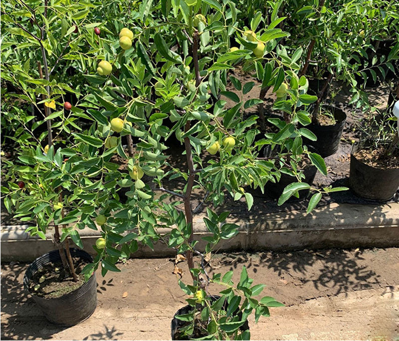 精选特大新品种枣树苗冬枣葫芦大红青黑枣南北方矮化地栽庭院盆栽果树