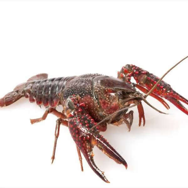 江苏清水养殖龙虾鲜活小龙虾活体水产广纳力驰精品炮头1两3斤