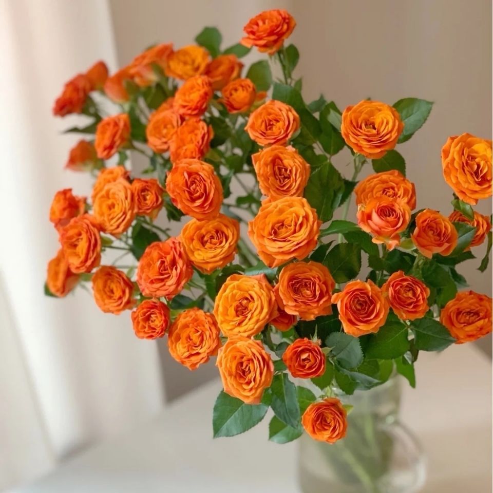 不同的颜色花语也不完全一样,鸳鸯泡泡是其中比较典型的多头玫瑰品种