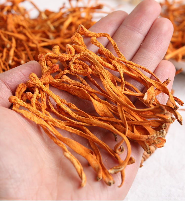 云南一斤干虫草花干货500g野生新鲜炖汤鸡汤商用250g2