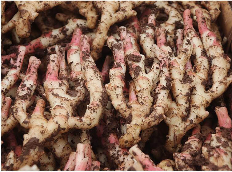 春光岛(现挖发货中)四川嫩姜 新鲜生姜 仔姜 子姜泡醋姜 大仔姜1斤(红