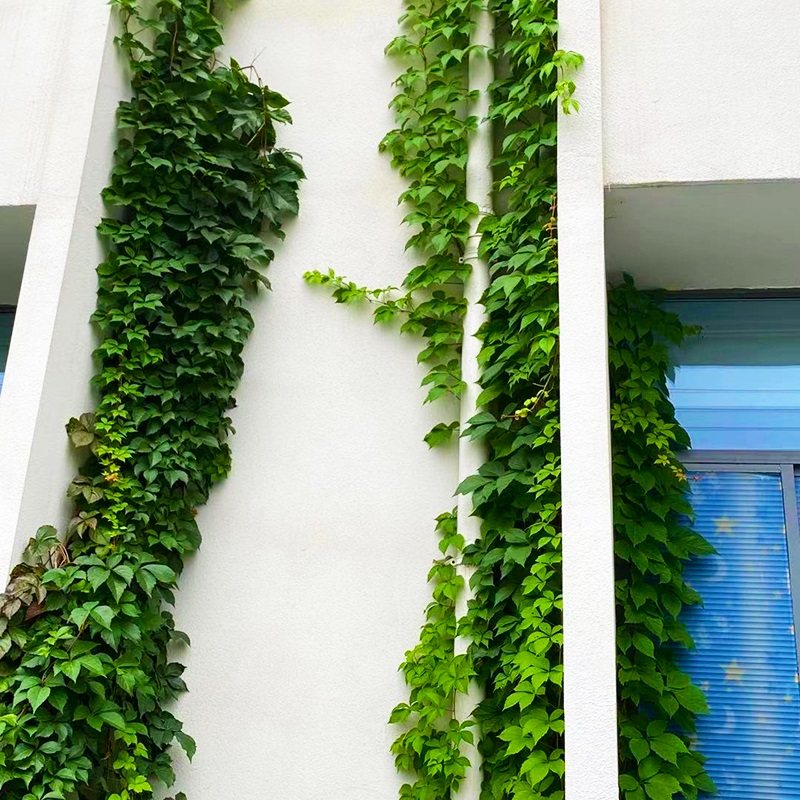 爬山虎苗庭院攀援花卉爬山虎树苗爬山虎大苗五叶地锦苗爬藤植物爬山虎