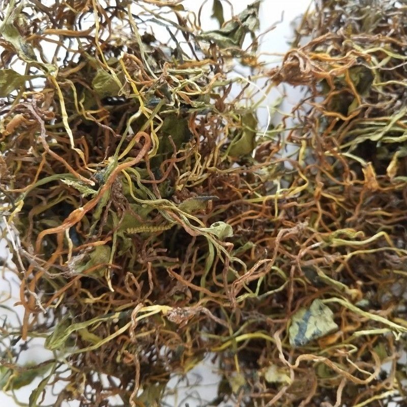 伟博云南野山一枝箭中药材瓶尔小草一支箭长青藤蛇咬子如图一支箭100