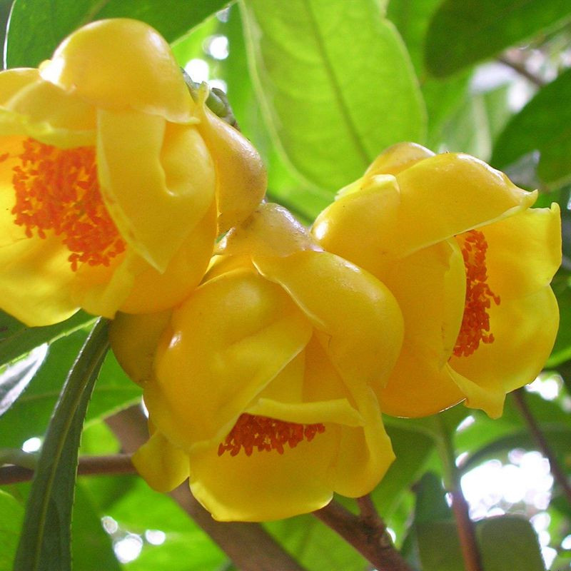 城崇左黄抱茎黄樽金花茶金黄色名贵木本花卉阳台庭院绿植紫罗兰金花茶