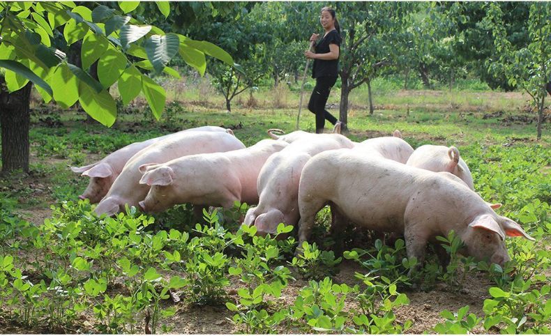 散养新鲜猪尾巴 长猪尾巴整根农家土猪尾短猪尾 短猪尾4斤