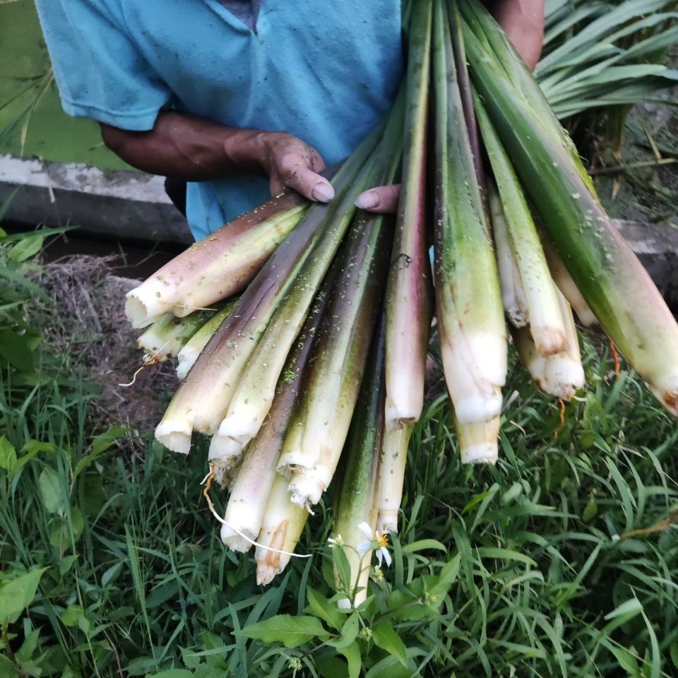 适用于四季早熟茭白苗 高笋 双季茭白苗 水生蔬菜苗 龙虾套养 茭白