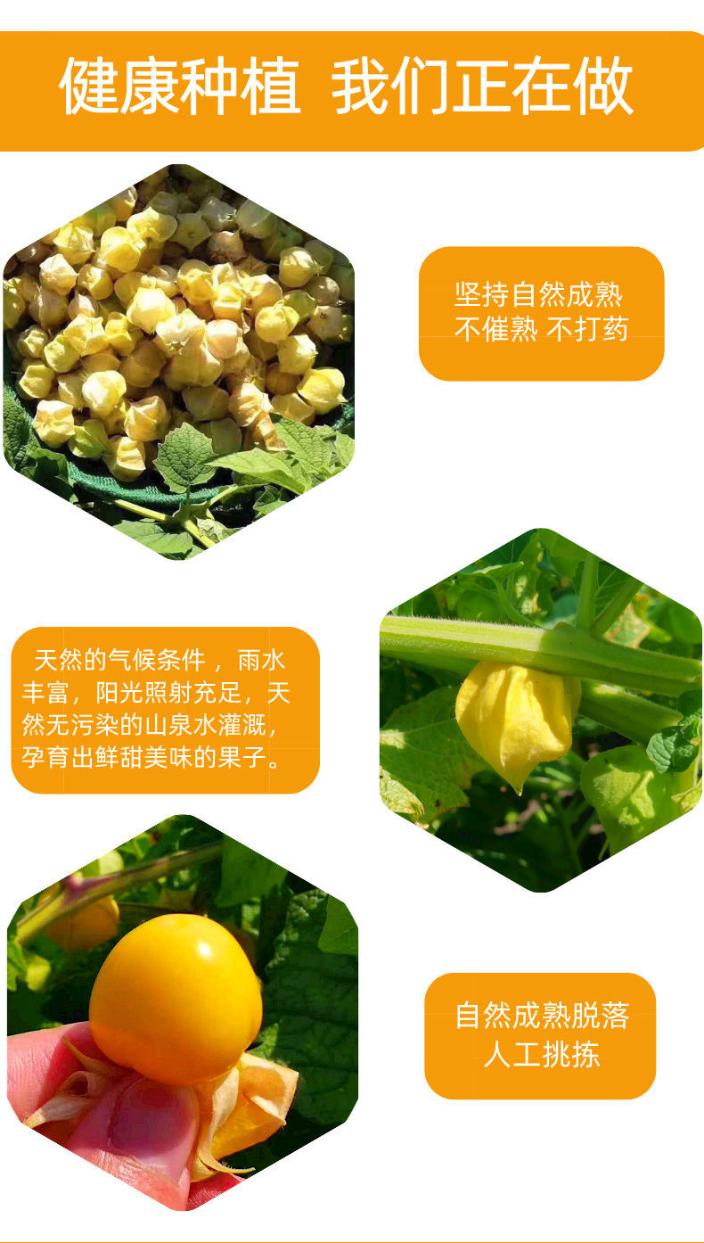 现货东北姑娘源头直供新鲜水果灯笼果黄姑娘洋姑娘果小姑娘二斤香甜