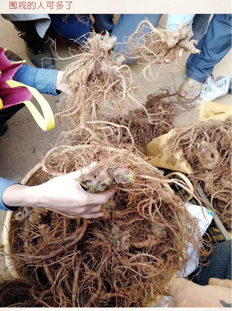 伟博云南文山新鲜三七活七现挖三七春三七500g6个一斤大条带根新鲜