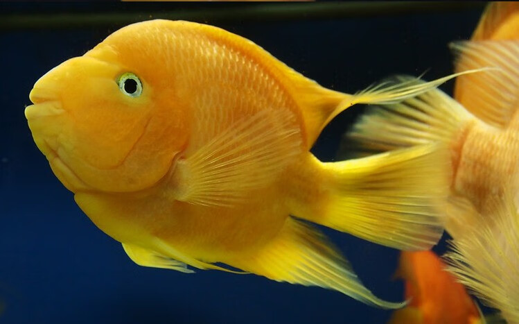 楠苑秋颖热带鱼黄金鹦鹉鱼财神鱼发财鱼风水鱼中大型元宝鱼宠物观赏鱼