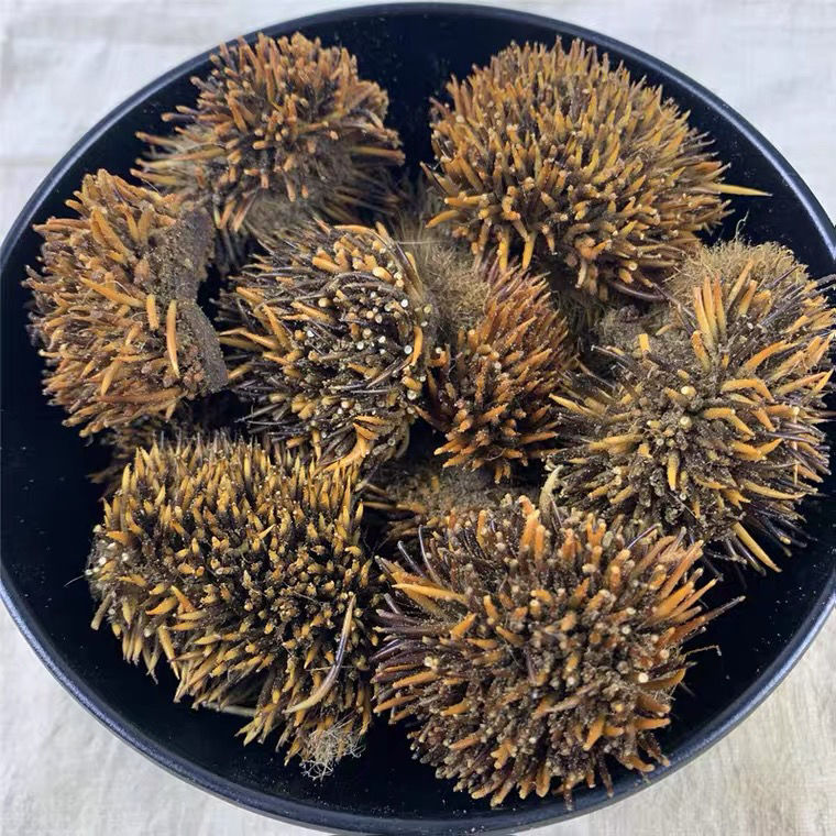 伟博炒刺猬皮粉中药材刺猬皮下单原料现磨干净无添加纯正刺猬皮 刺猬