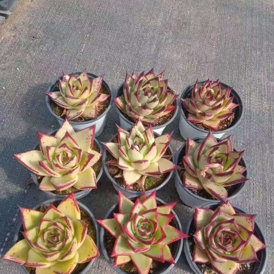 朵芮蜜黄皮乌木多肉植物盆栽 黑檀汁加州黄皮乌木肉肉花圃 血色罗宾4