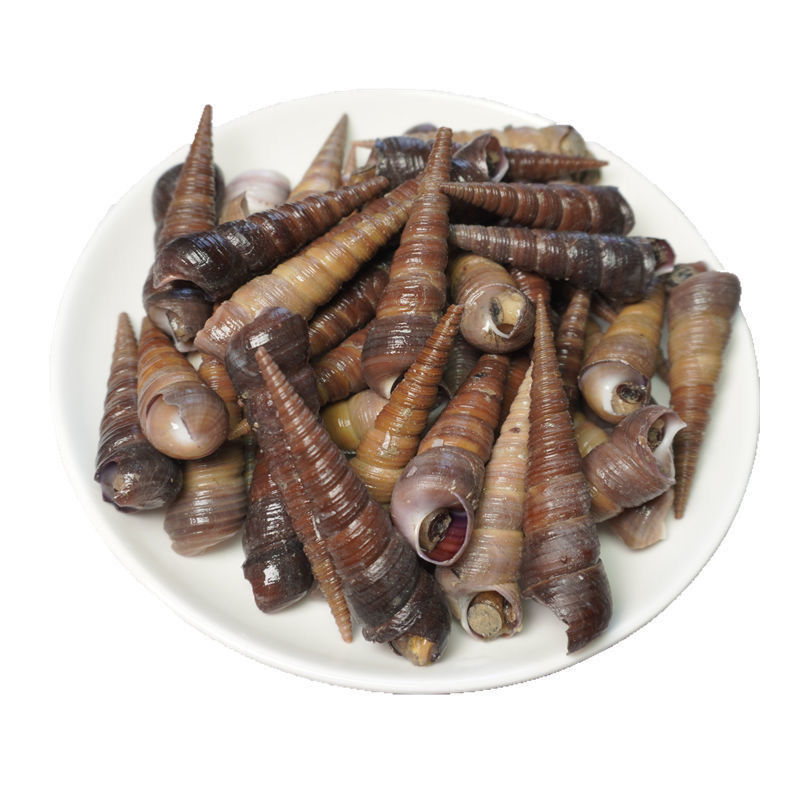 湾钰蜜钉螺新鲜钉螺螺丝超大新鲜钉螺冷冻长尾螺海锥烧烤泥螺海鲜去尾