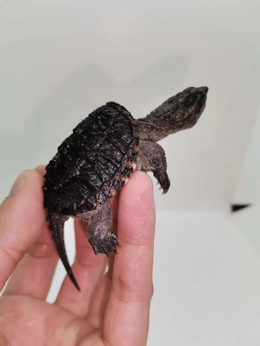 佛罗里达北美小鳄龟苗便宜活物大乌龟宠物食用龟幼苗活 4-5厘米小鳄龟